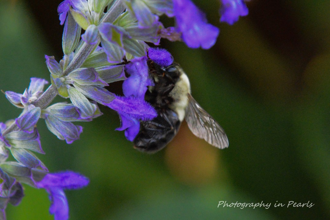 Bee on Salvia Leucantina Close Up